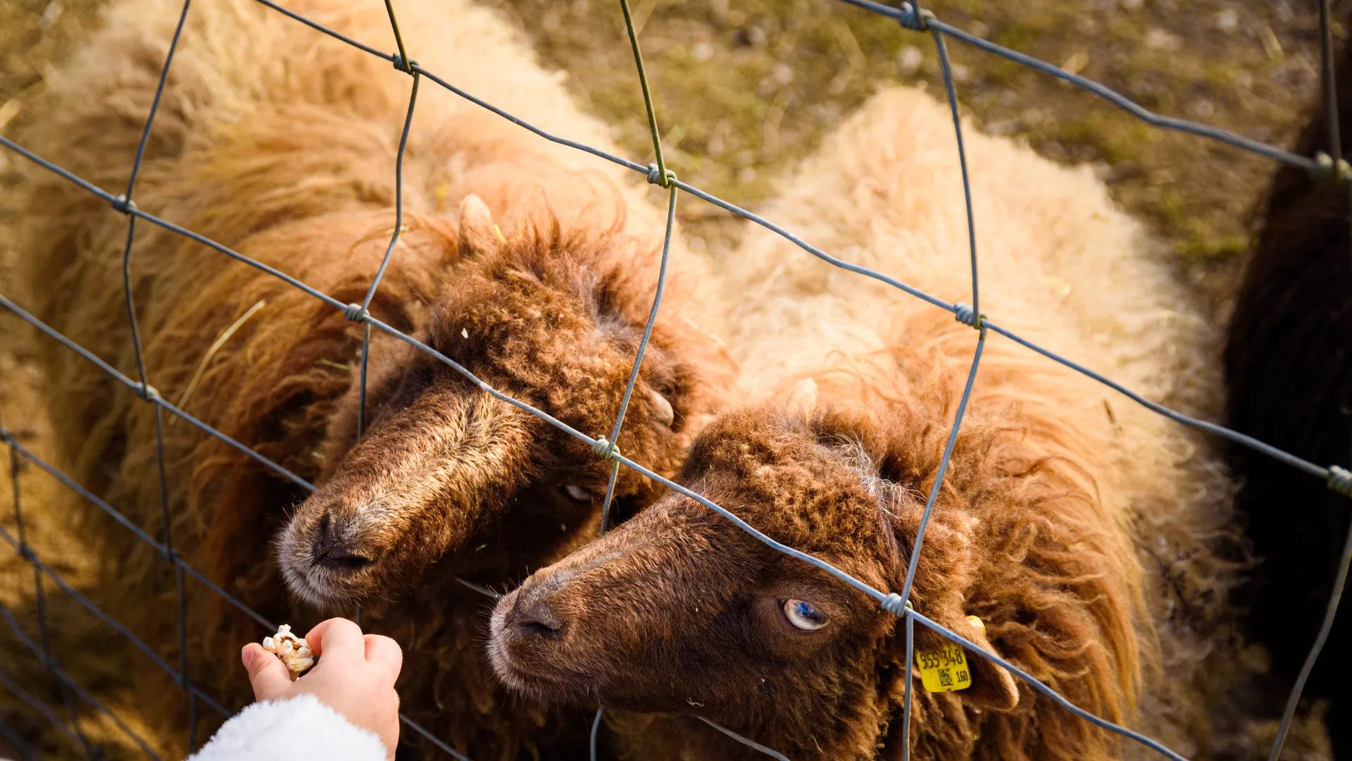 Cerca para ovejas y cabras