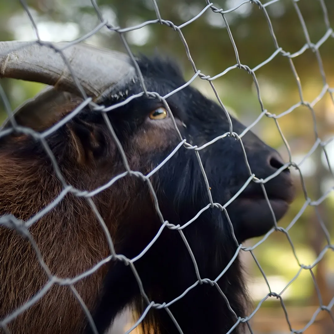 Cerca para ovejas y cabras