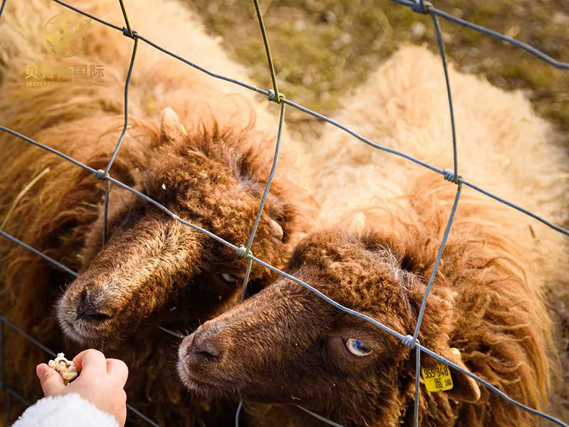 Cerca para ovejas y cabras