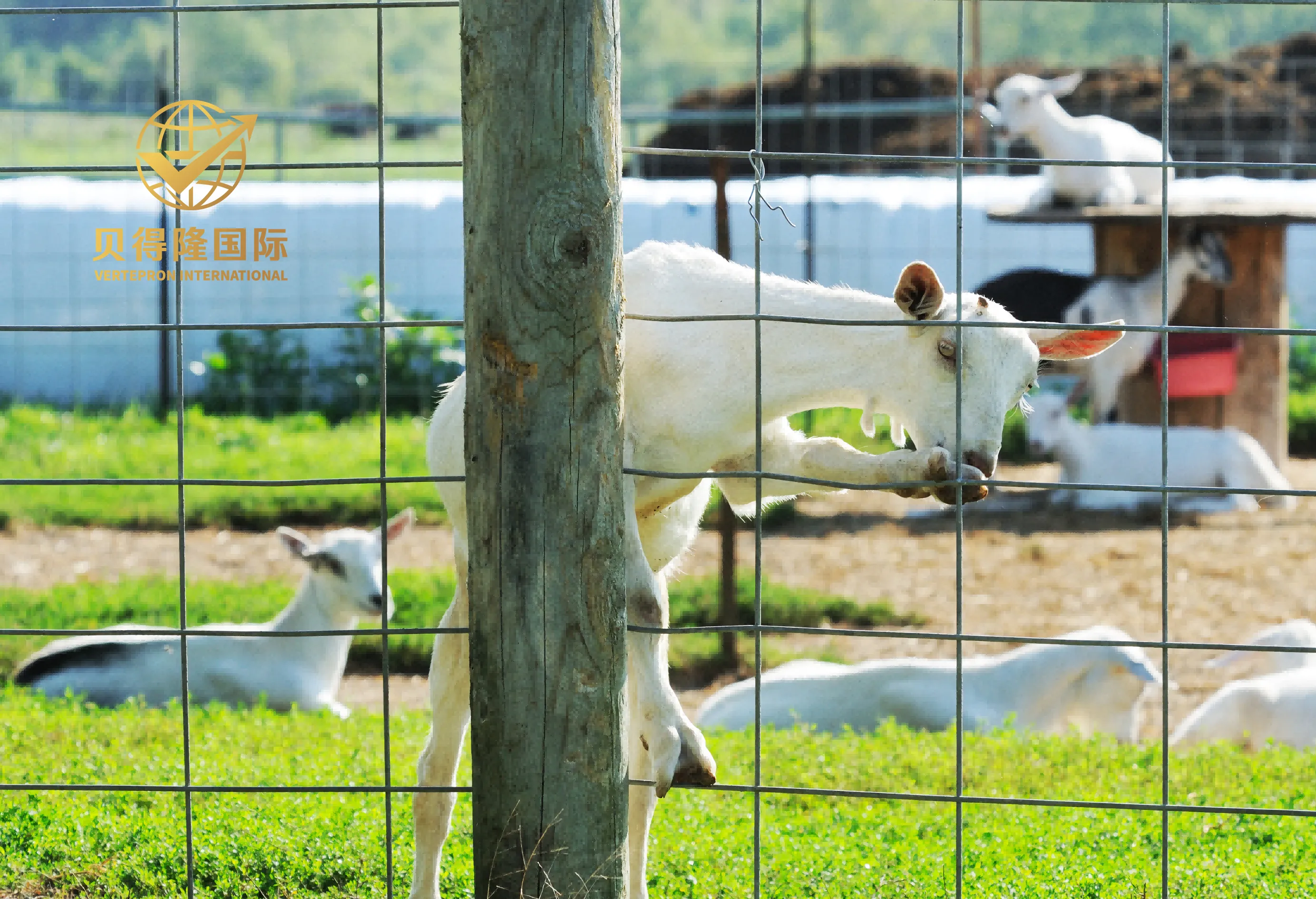 Cerca para ovejas y cabras